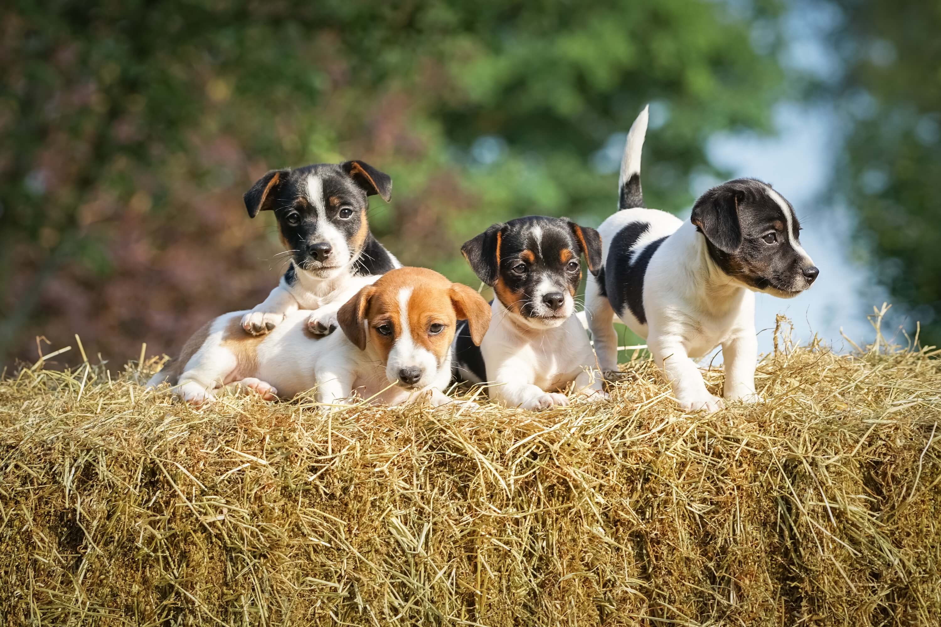 Jack Russell puppies sitting on a bale of straw