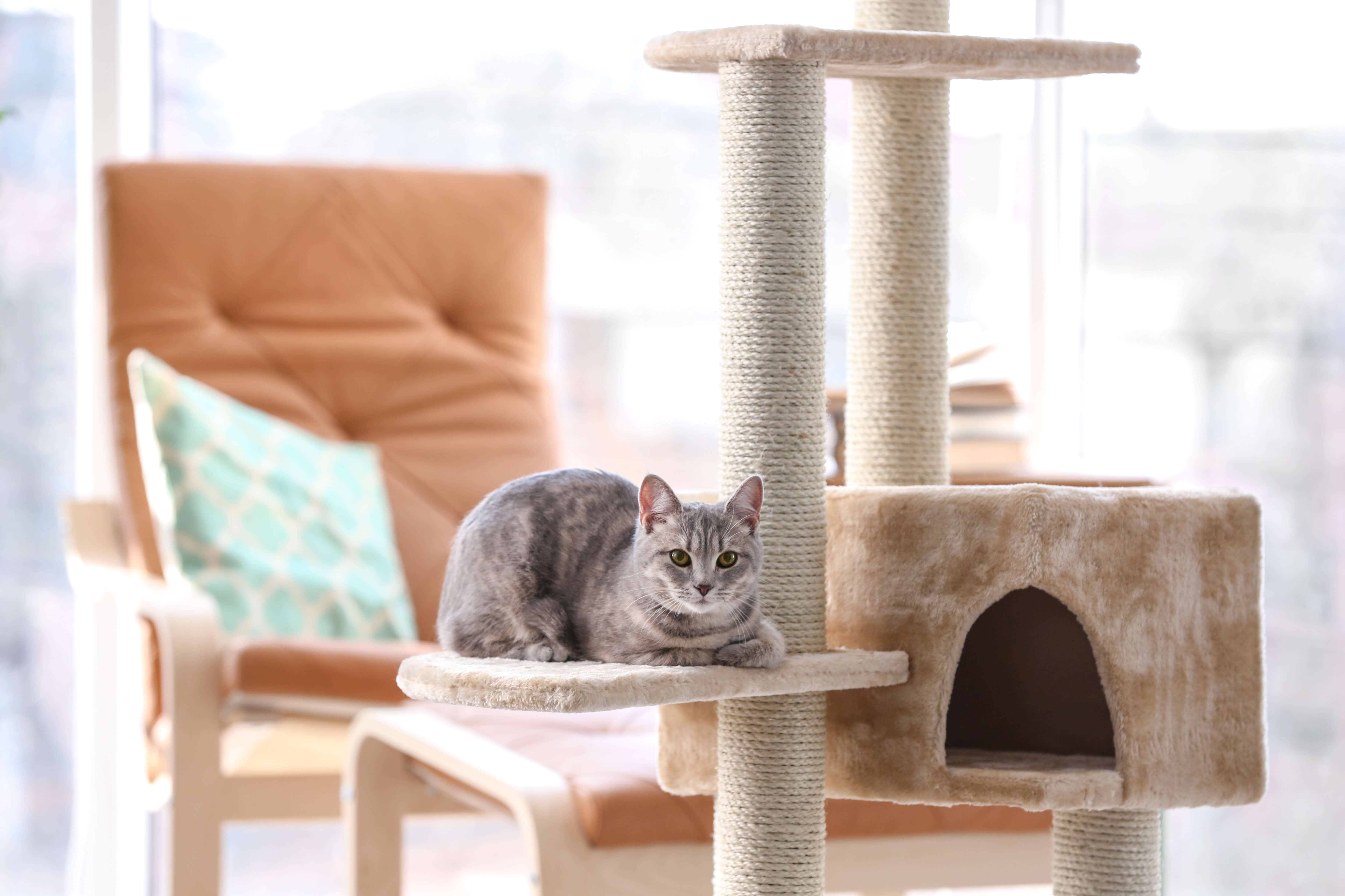 cat ist sitting on scratching post
