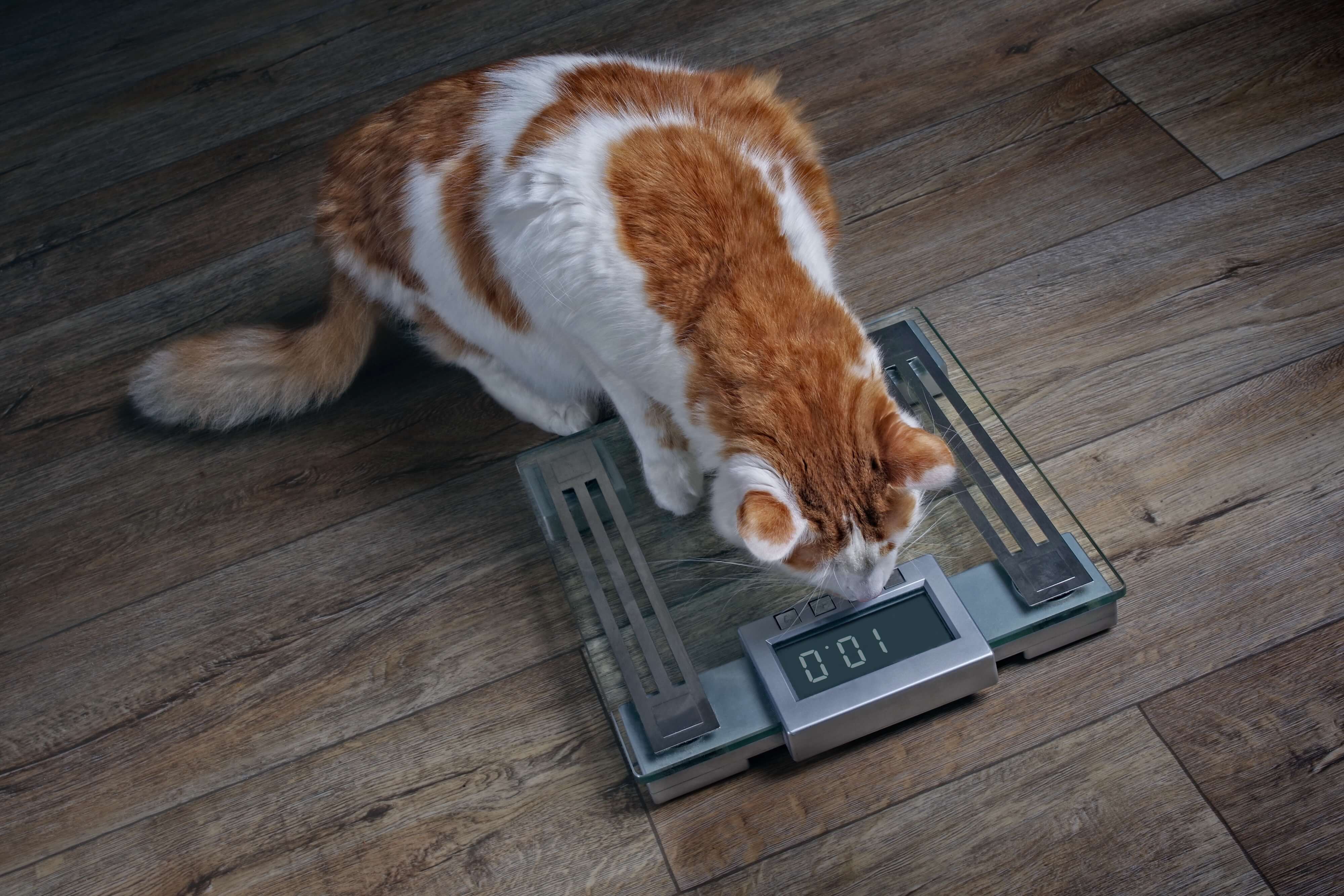 Katze auf einer Waage zur Gewichtskontrolle