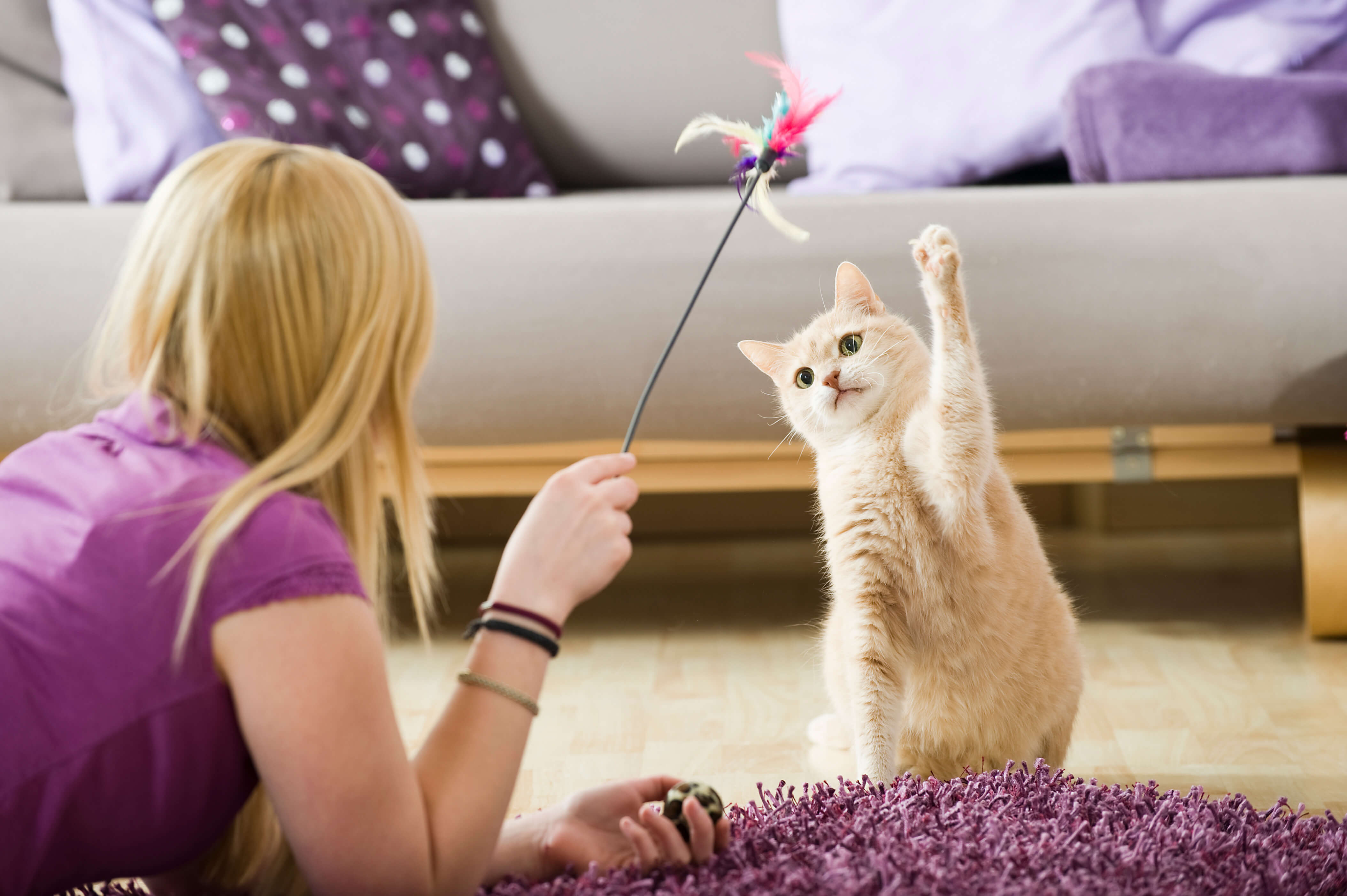 cat is playing