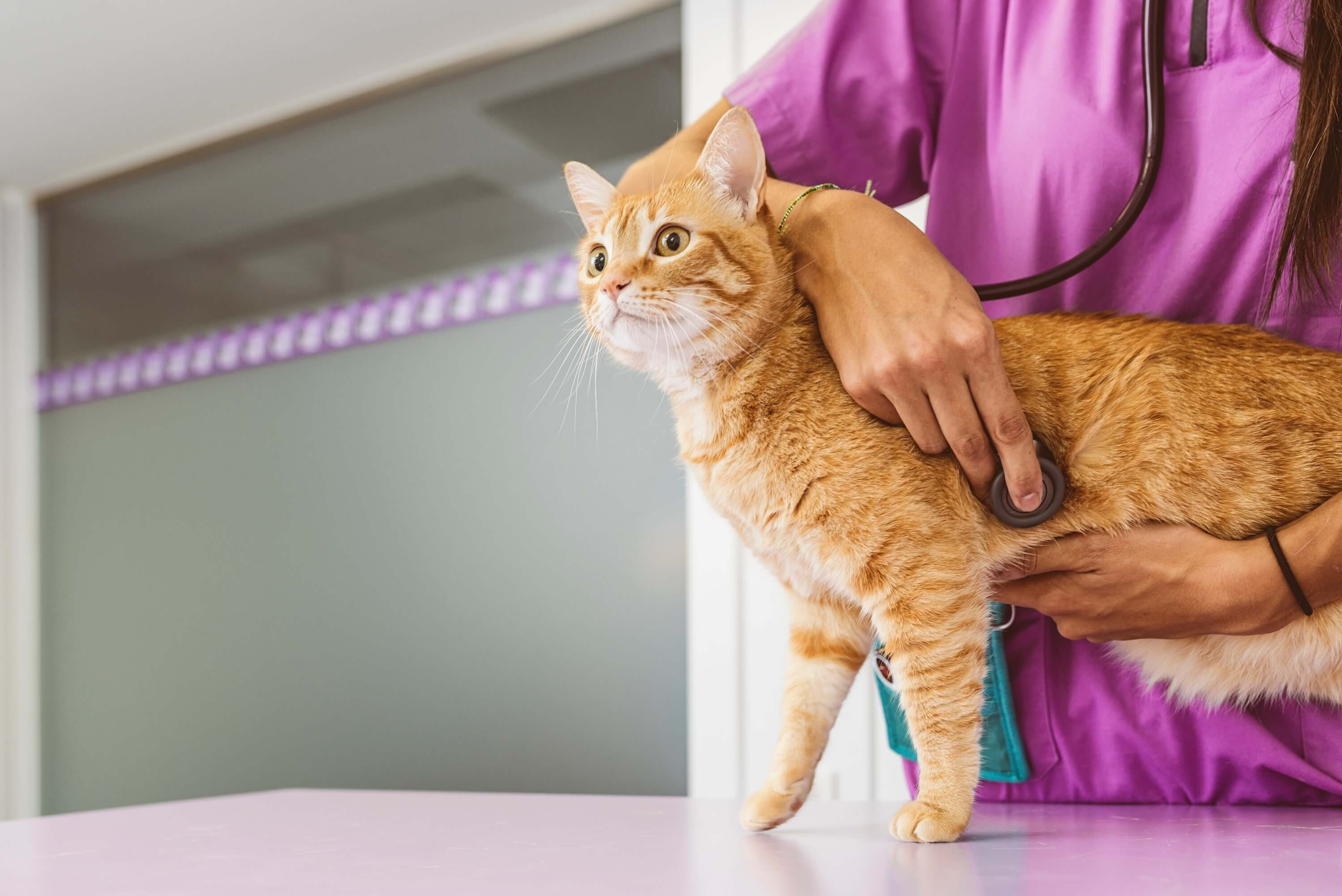 Eine Katze wird tierärztlich untersucht