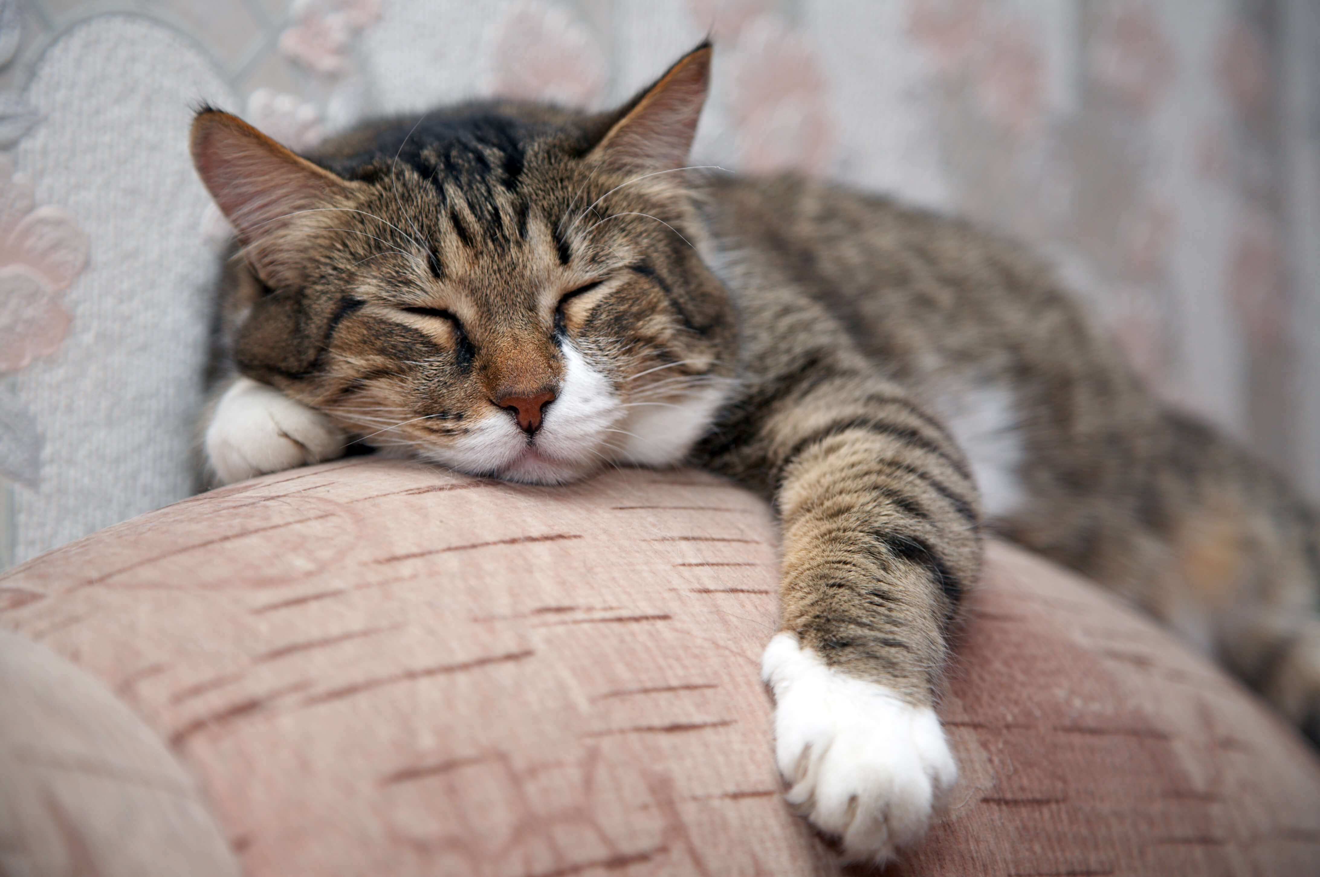 Katze kuschelt auf einem weichen Kissen