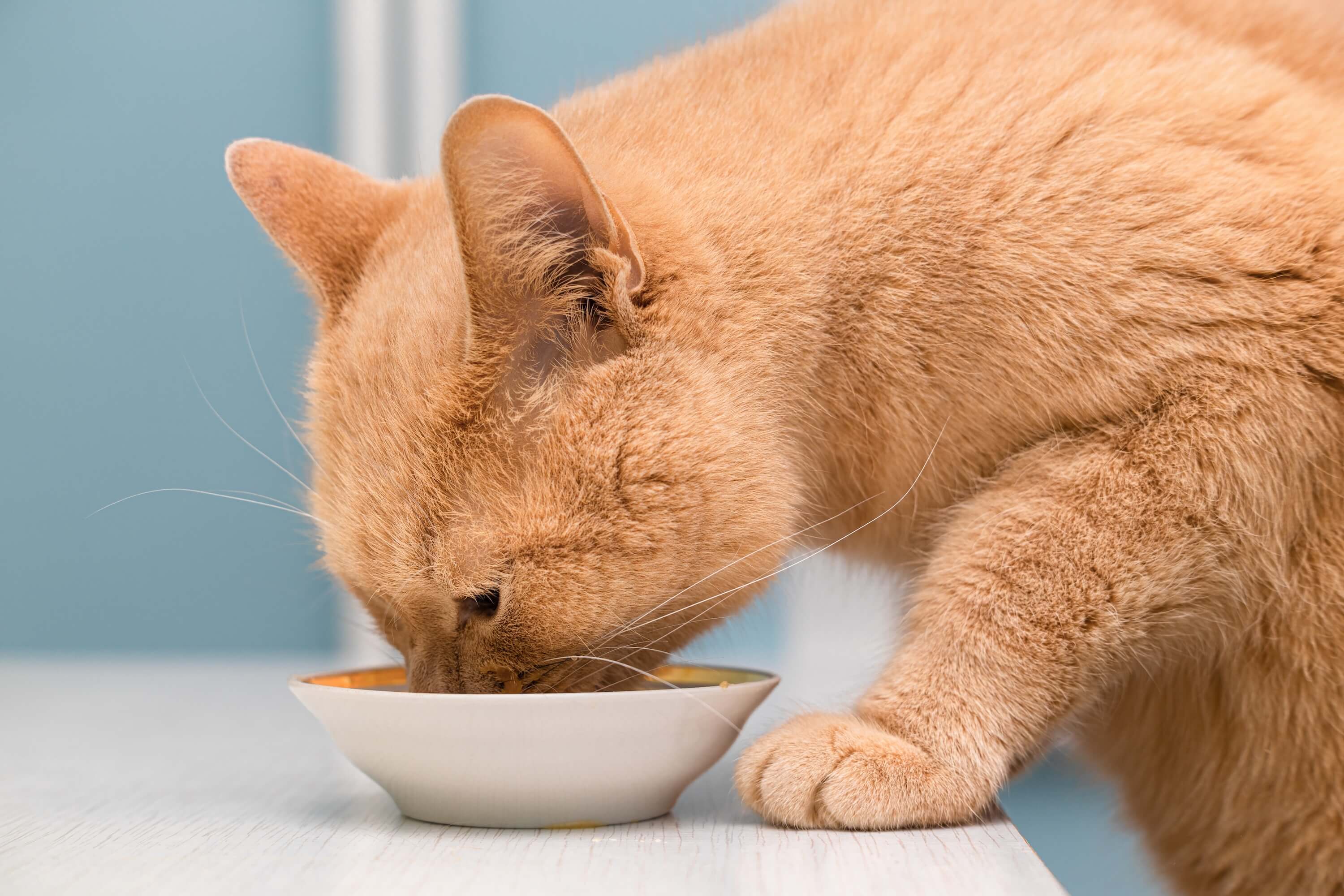 cat eats cat food