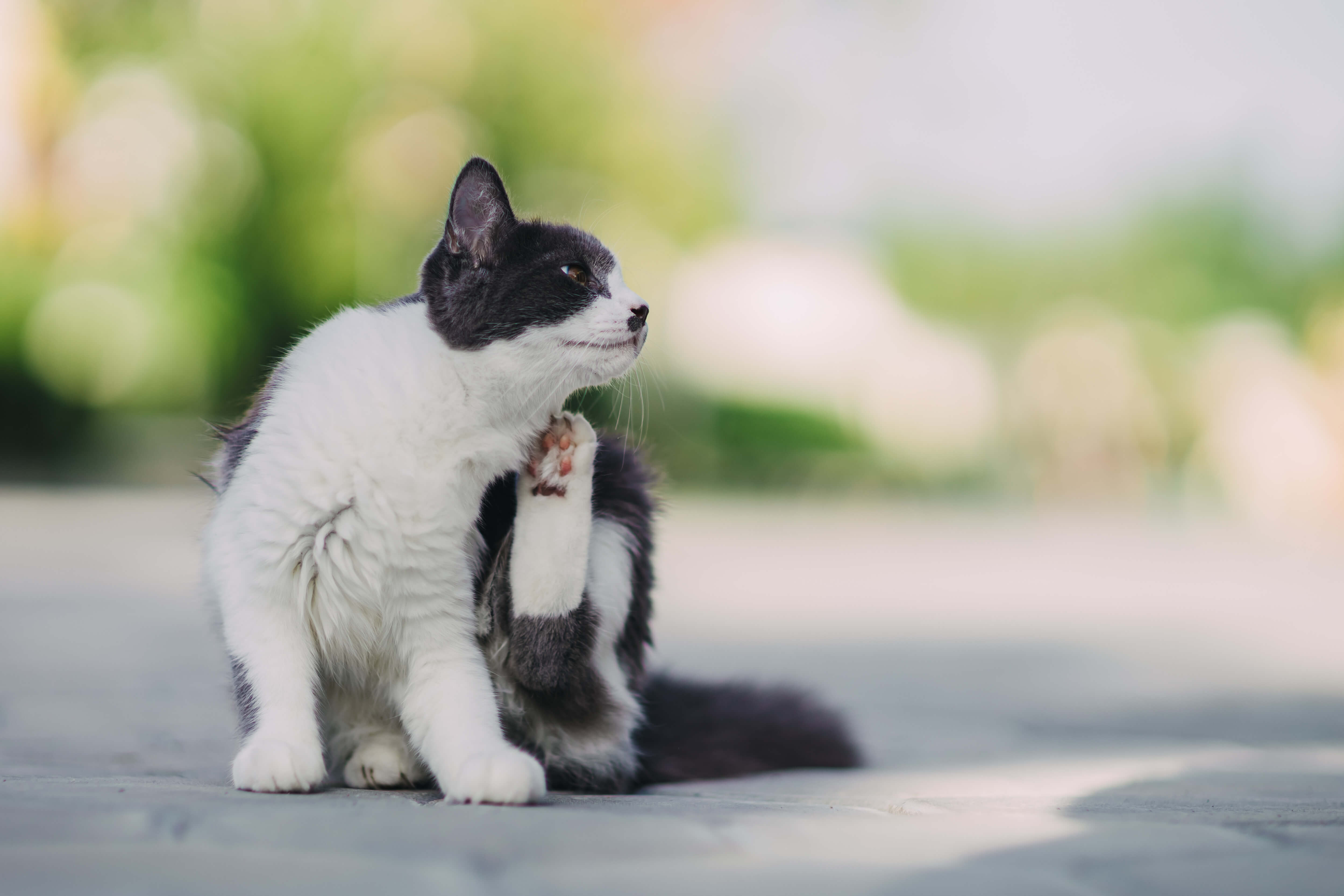 Eine Katze kratzt sich.