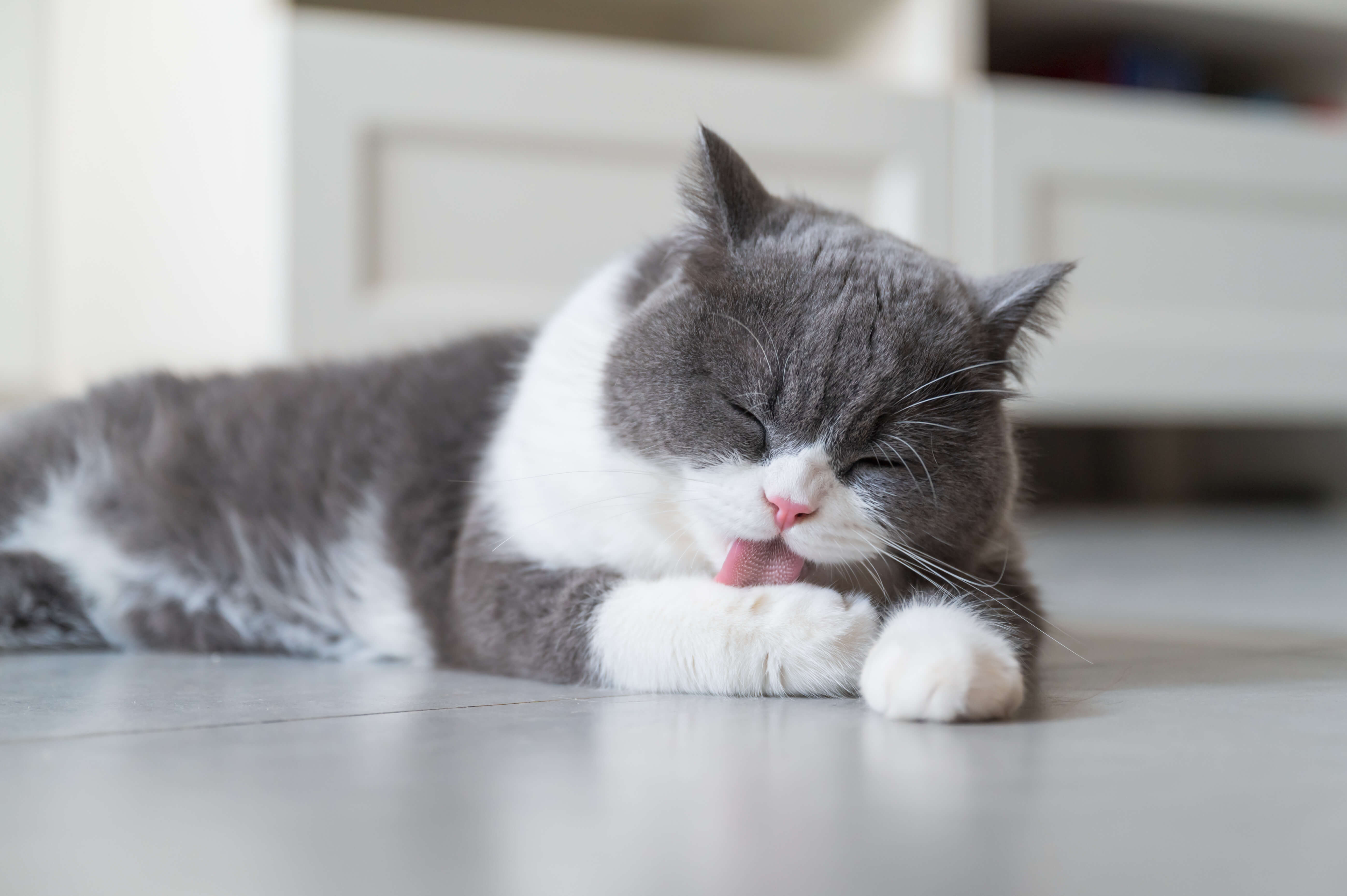 cat is itching