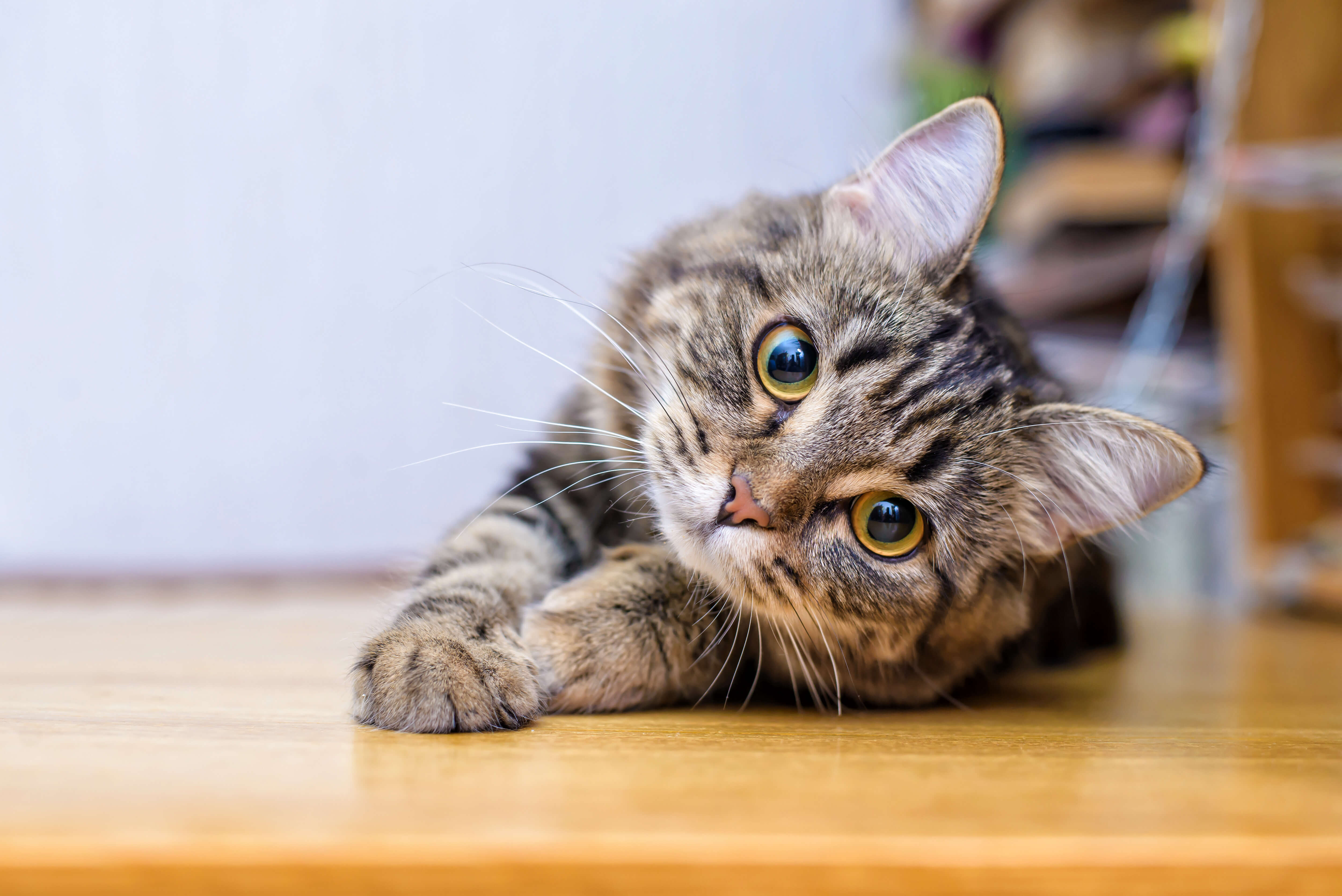 Eine Katze mit glänzendem Fell