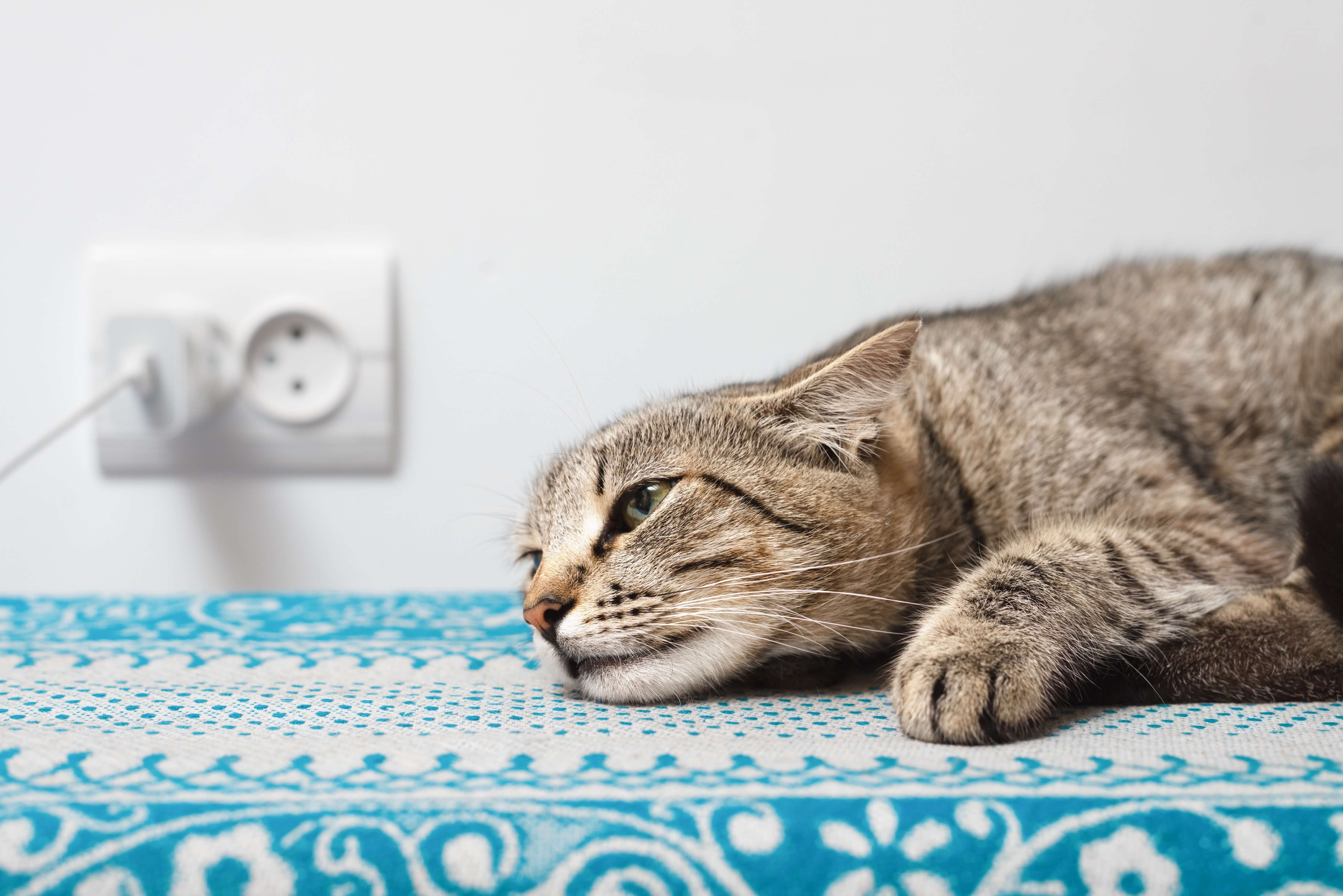 Eine Katze mit Stress und Bauchschmerzen
