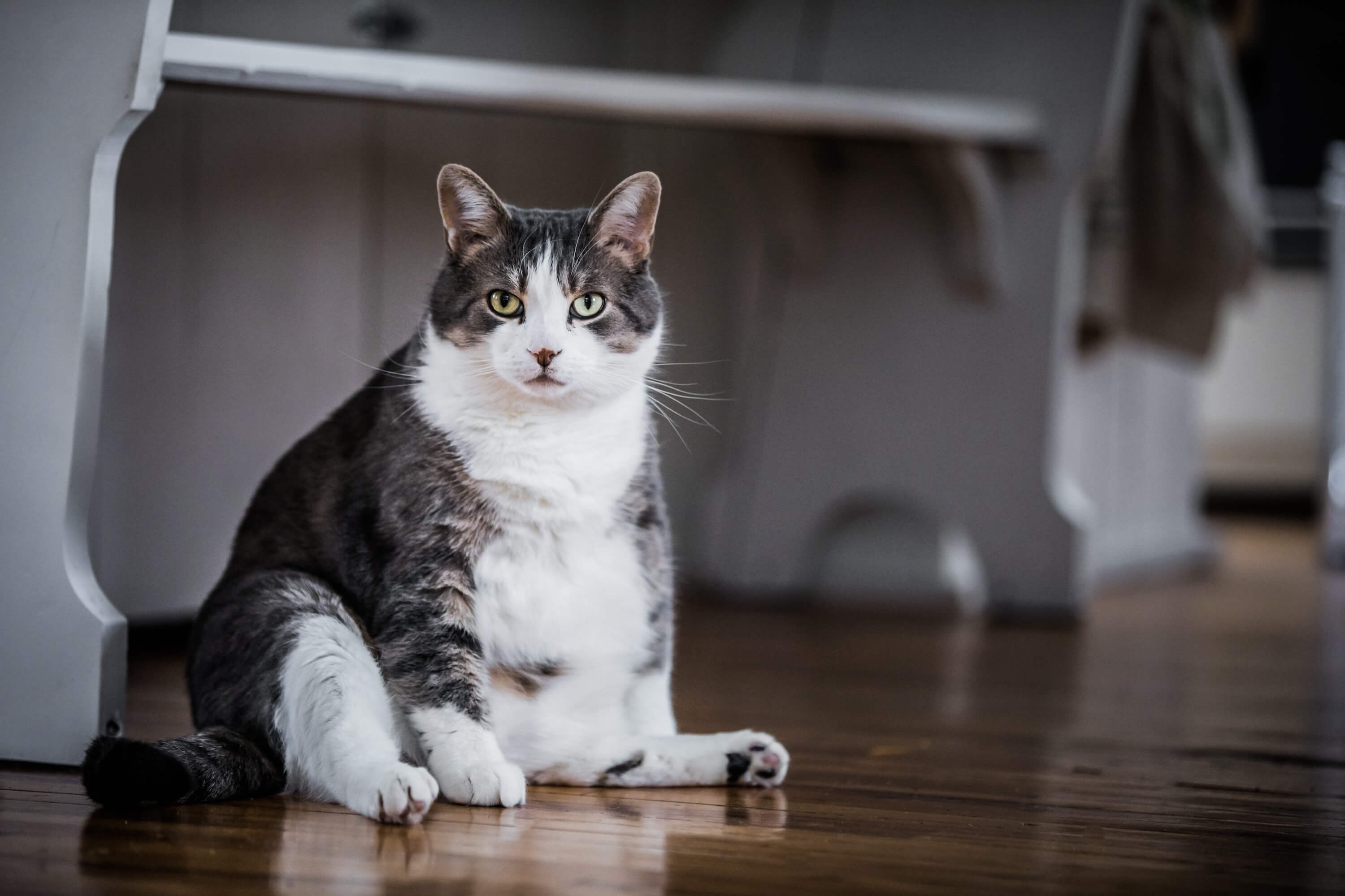 cat with overweight