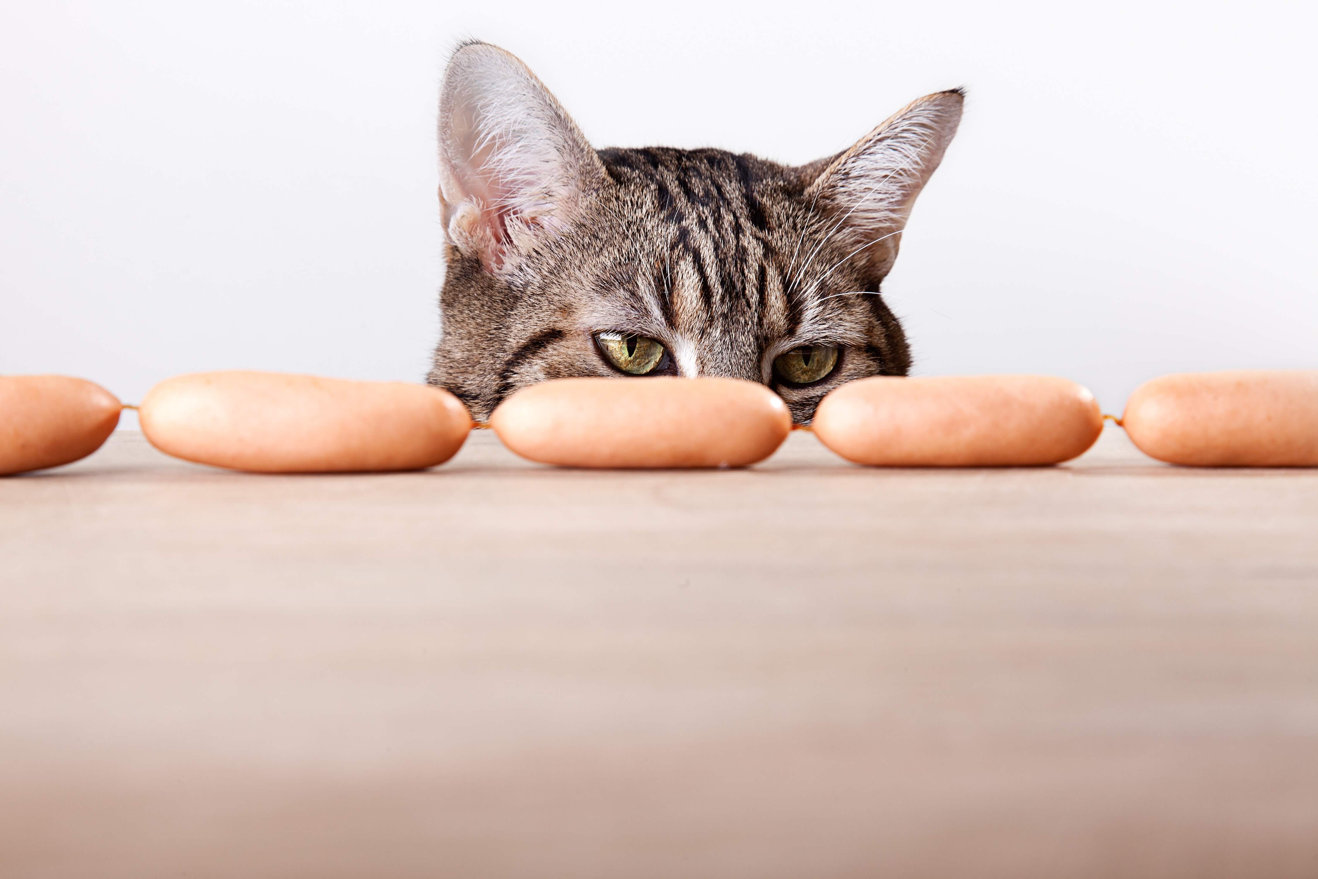 Katze mit Würstchen vor der Nase