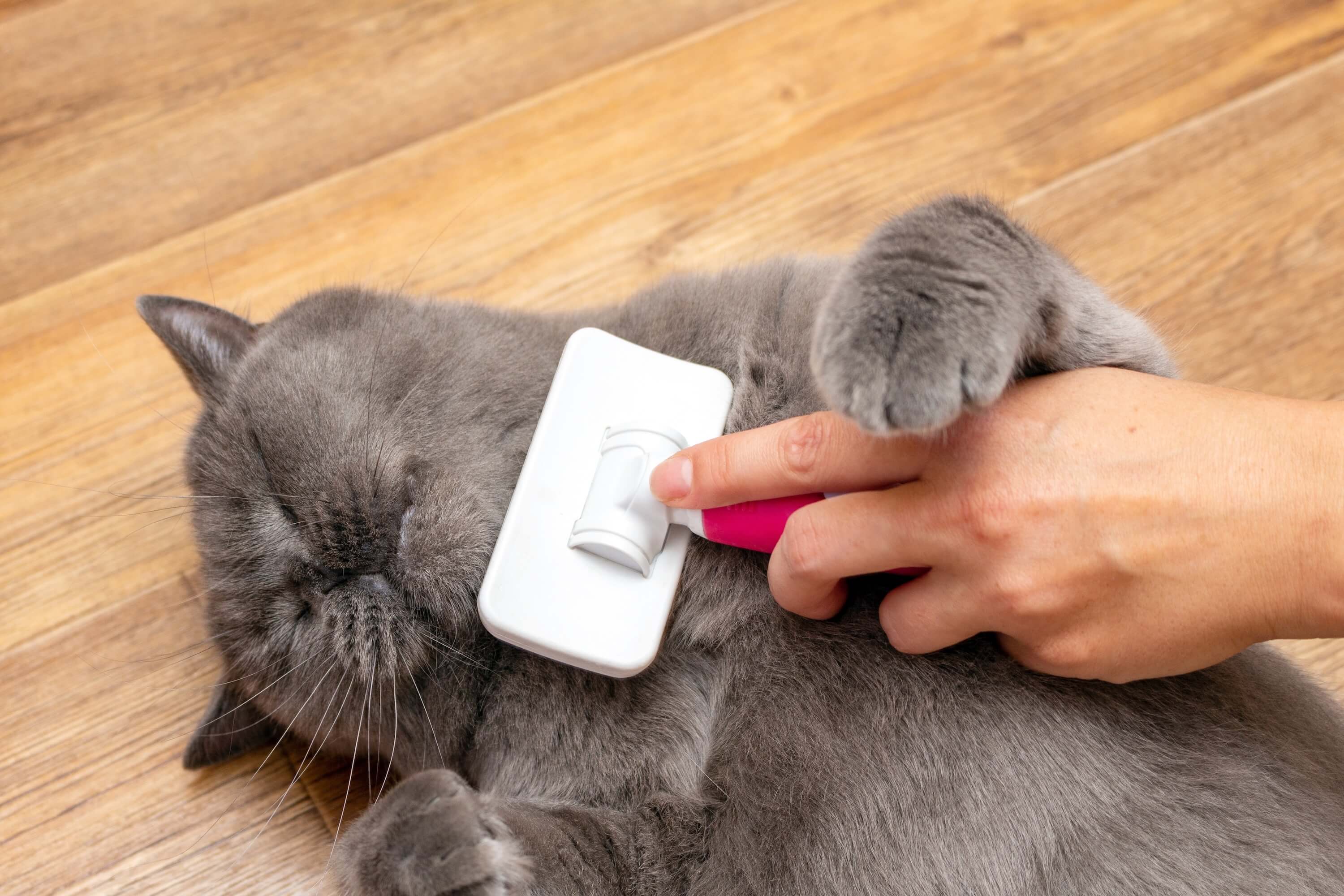 Grooming a cat's coat