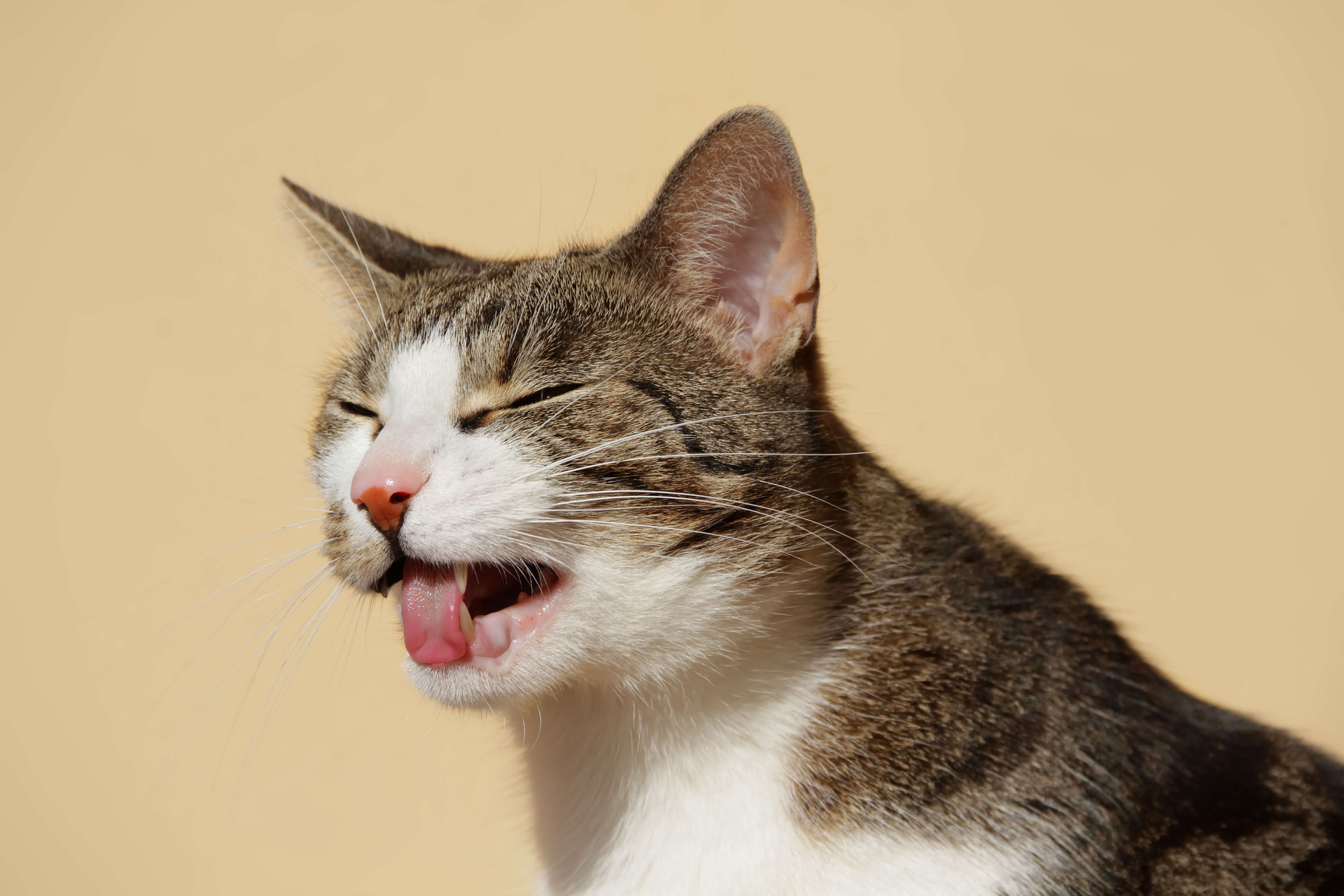 Eine Katze muss würgen.
