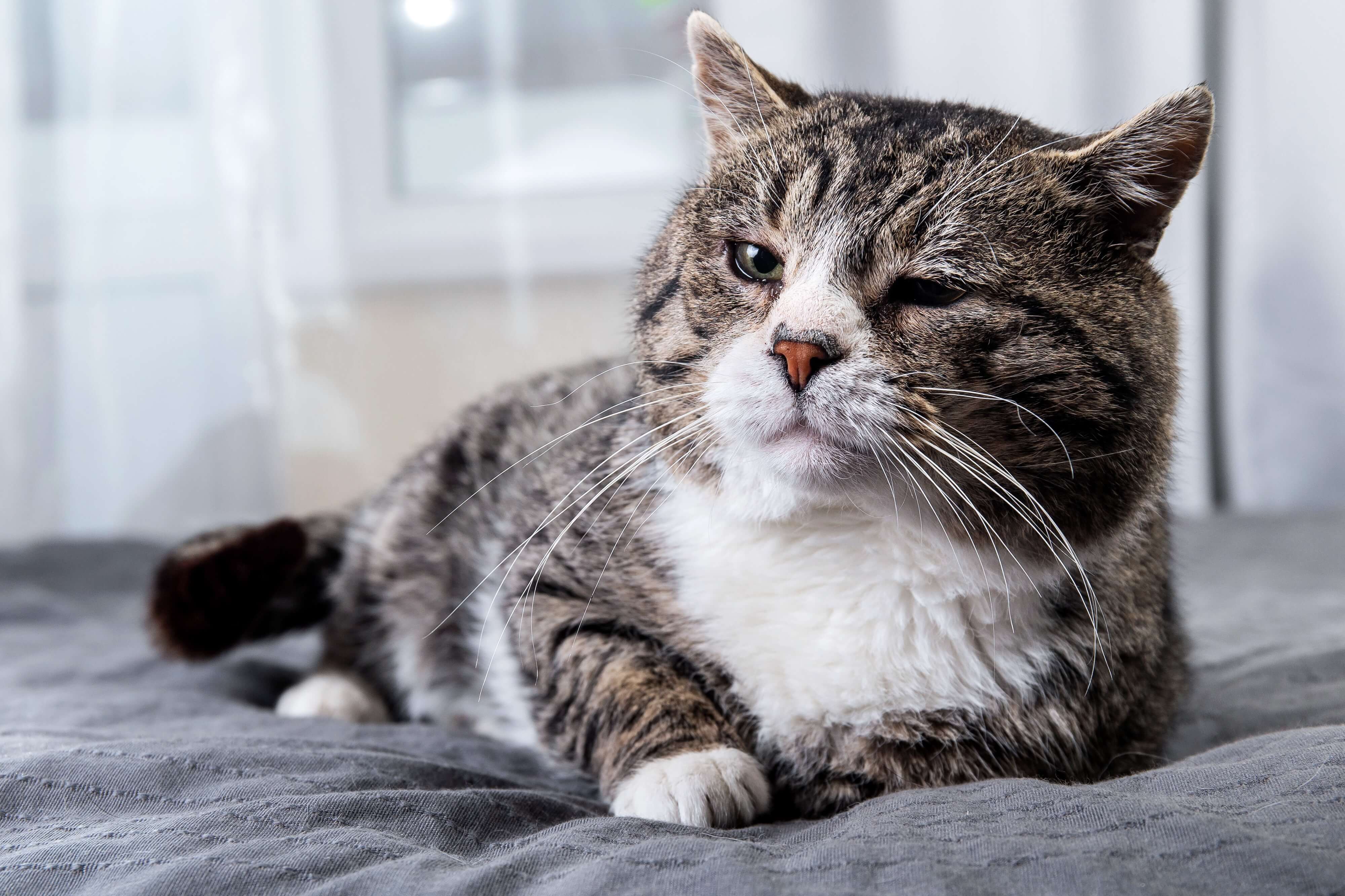 Eine Seniorenkatze liegt entpsannt auf ihrem Platz